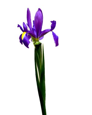 Dutch Iris Salvatore