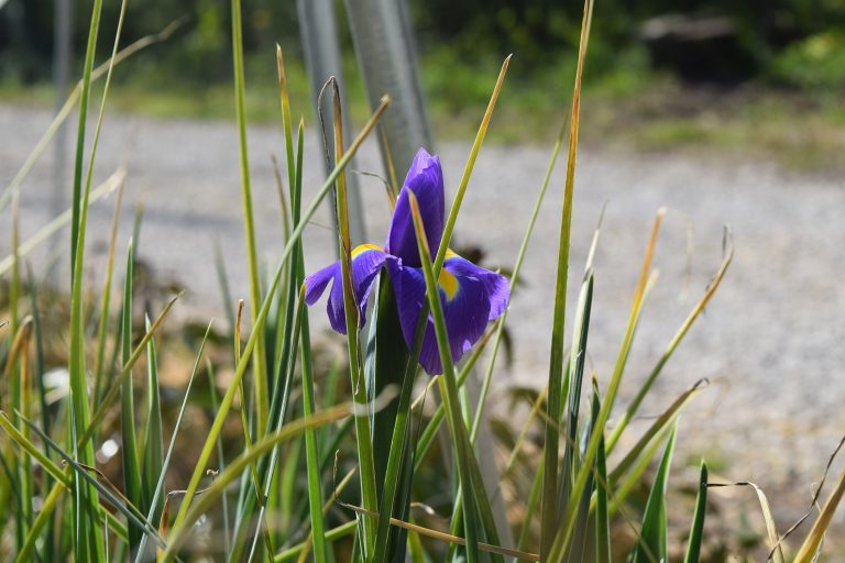 Purple Dutch Iris