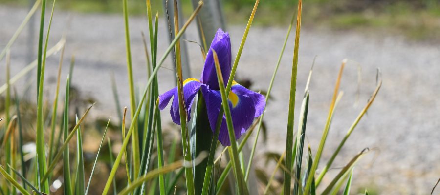 DUTCH IRIS