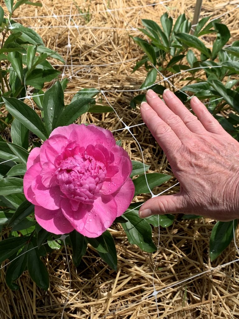 Pink Peony