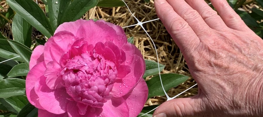 Peony Madness