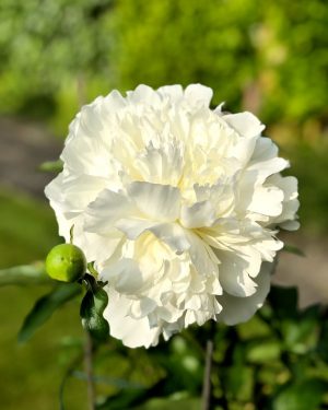 duchesse de nemours peony