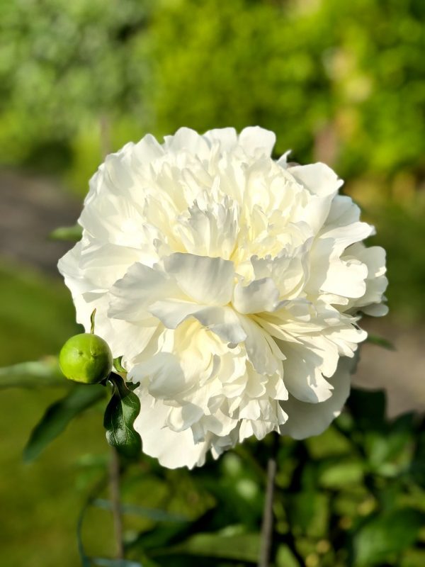 duchesse de nemours peony