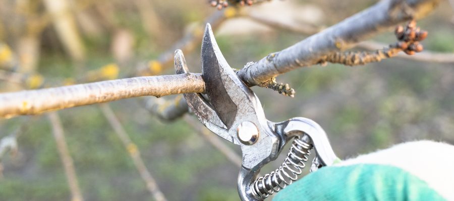 Pruning Fruit Trees in Spring: A Guide to Enhancing Your Orchard’s Health and Productivity